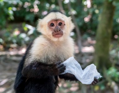 Mammal Fauna Primate New World Monkey