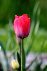 Flower Tulip Plant Bud photo