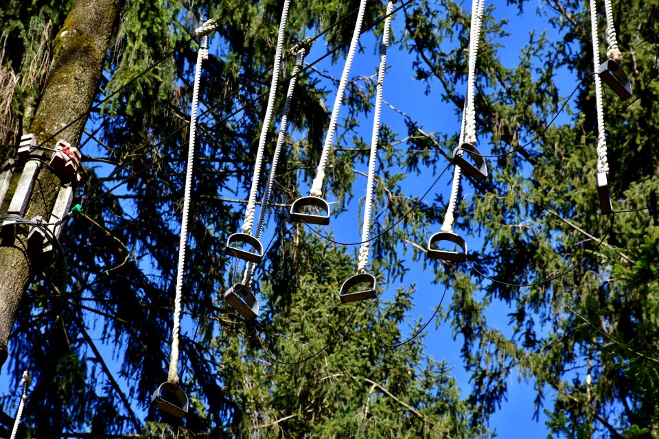 Tree Woody Plant Plant Ecosystem