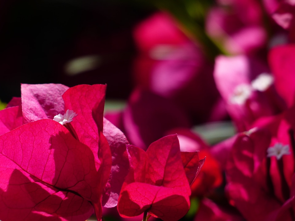 Red red violet intensive