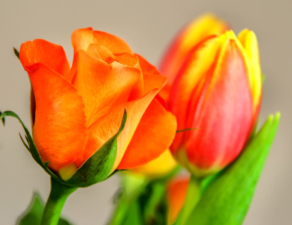 Flower Orange Close Up Petal