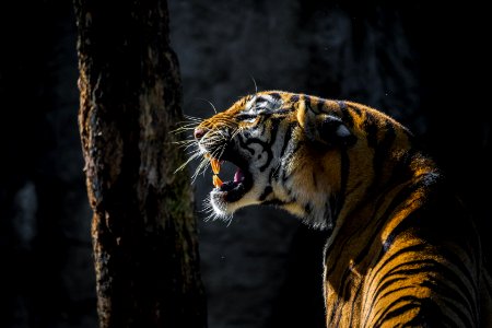 Wildlife Tiger Mammal Fauna