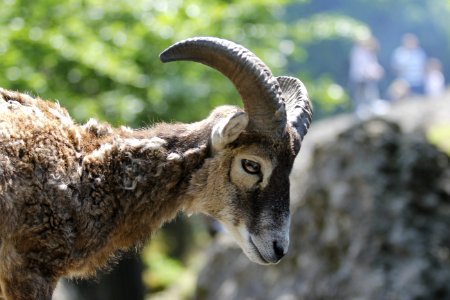 Horn Fauna Goats Wildlife photo
