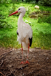 Birth rattle stork large
