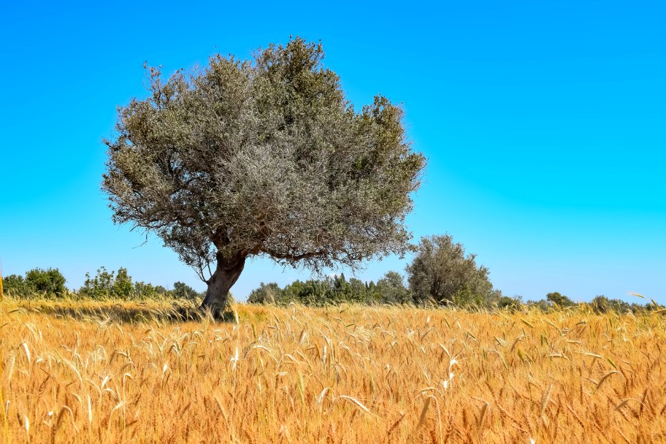 Ecosystem Tree Field Sky