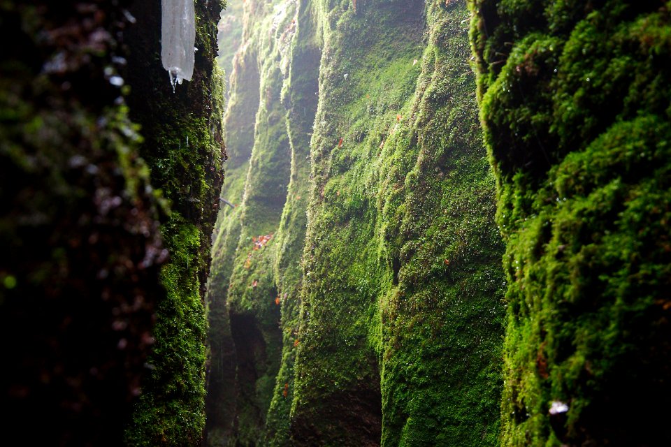 Vegetation Green Nature Nature Reserve