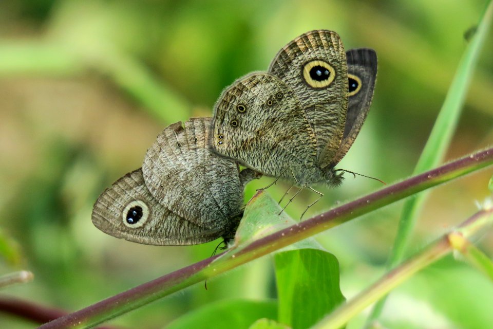 Fauna Moths And Butterflies Insect Butterfly