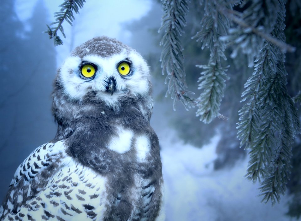 Owl Bird Of Prey Bird Fauna