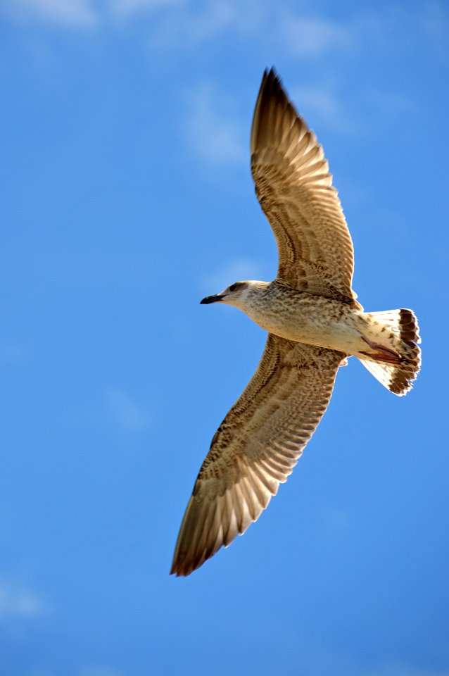 Bird Fauna Sky Wildlife