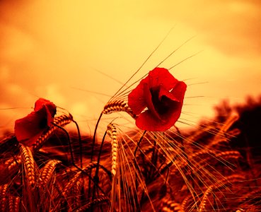 Red Sky Morning Plant