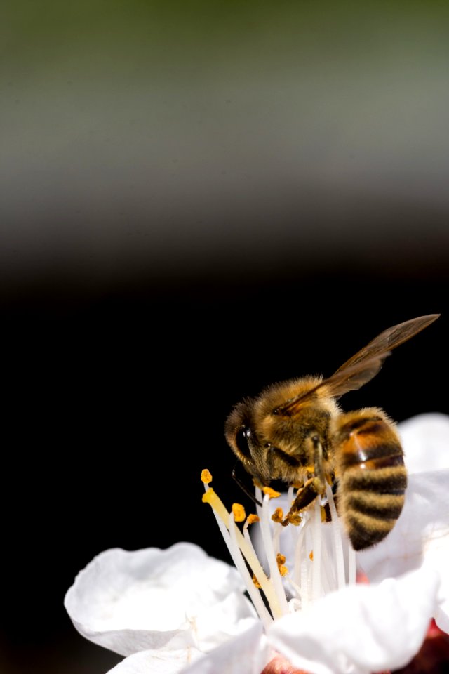 Insect Bee Honey Bee Membrane Winged Insect