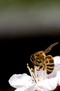 Insect Bee Honey Bee Membrane Winged Insect photo