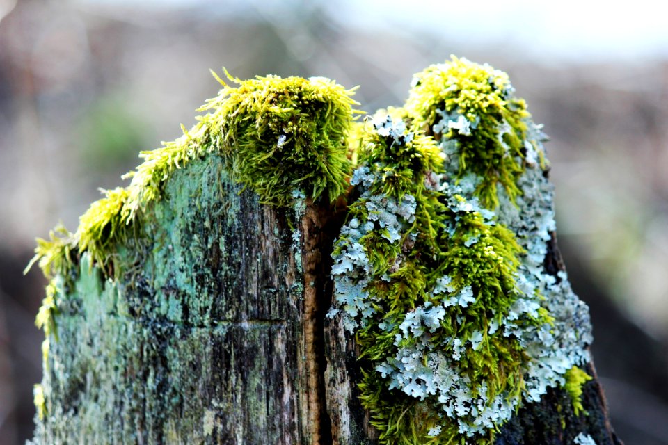 Tree Branch Plant Moss