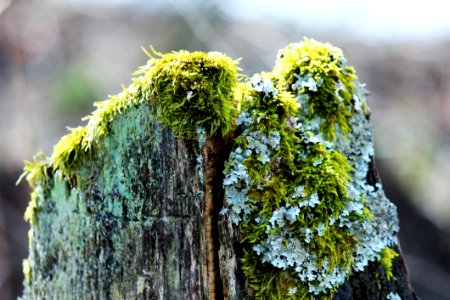 Tree Branch Plant Moss