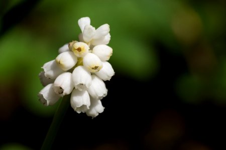 White Flower Flora Plant