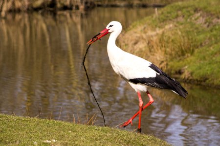 Bird White Stork Stork Ciconiiformes