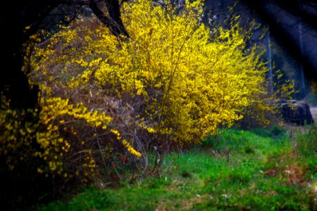Nature Yellow Vegetation Flora
