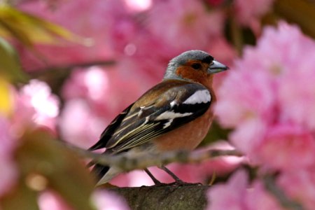 Bird Finch Fauna Beak photo