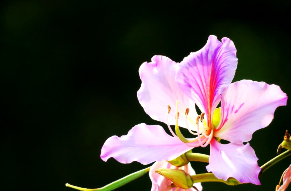 Flower Plant Flowering Plant Flora