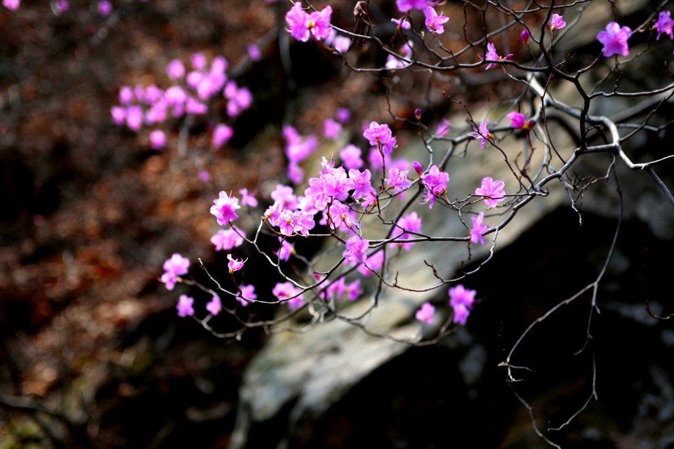 Plant Flora Flower Pink