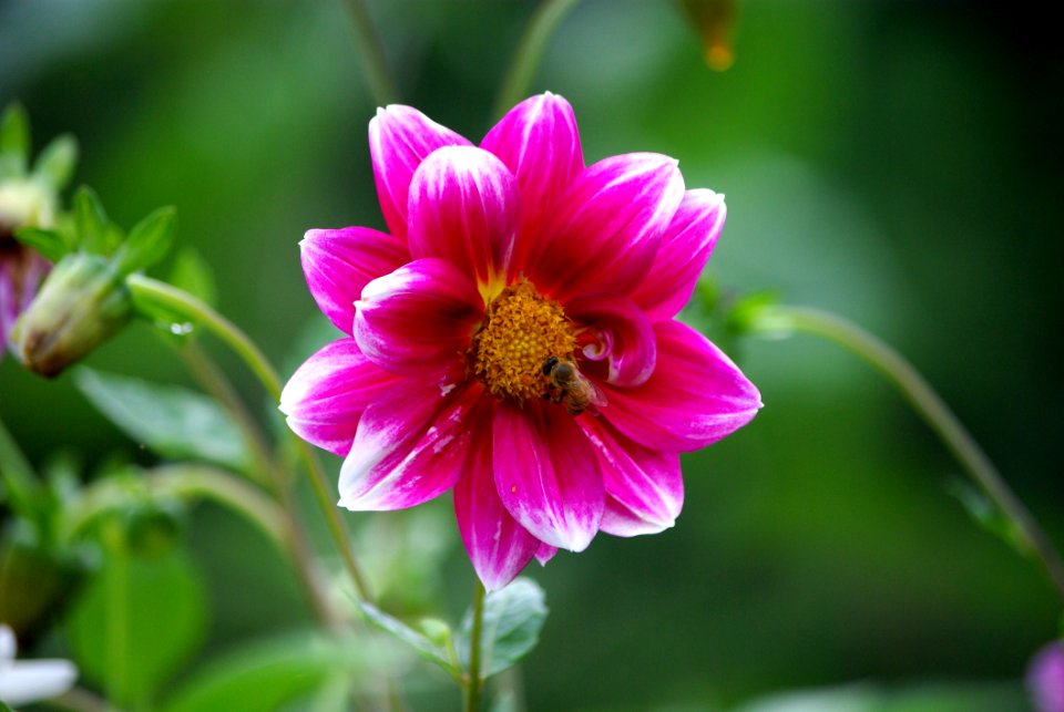 Flower Flora Plant Petal
