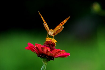 Insect Nectar Butterfly Invertebrate photo