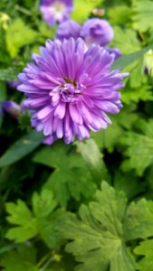 Flower Plant Flowering Plant Garden Cosmos photo