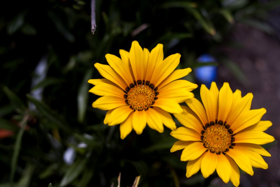 Flower Yellow Flora Wildflower
