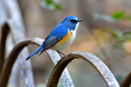 Bird Beak Bluebird Fauna photo