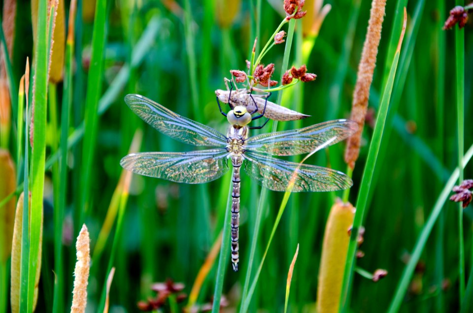 Dragonfly Dragonflies And Damseflies Insect Flora
