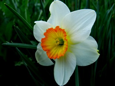 Flower Plant Flowering Plant Yellow photo