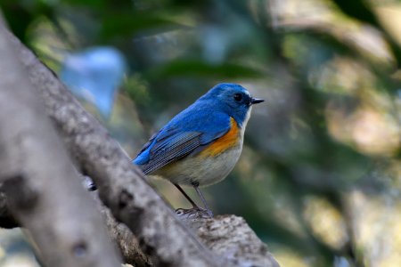 Bird Fauna Beak Bluebird photo