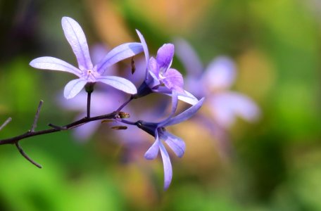 Flower Flora Plant Wildflower