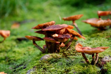 Fungus Mushroom Medicinal Mushroom Edible Mushroom