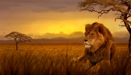 Wildlife Lion Grassland Savanna photo