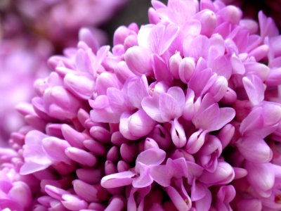 Flower Pink Purple Lilac photo