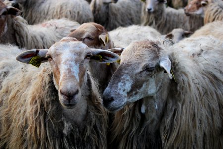 Herd Sheep Livestock Cow Goat Family photo