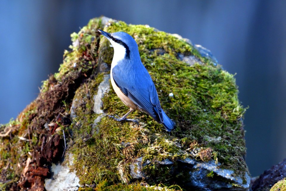Bird Fauna Beak Wildlife
