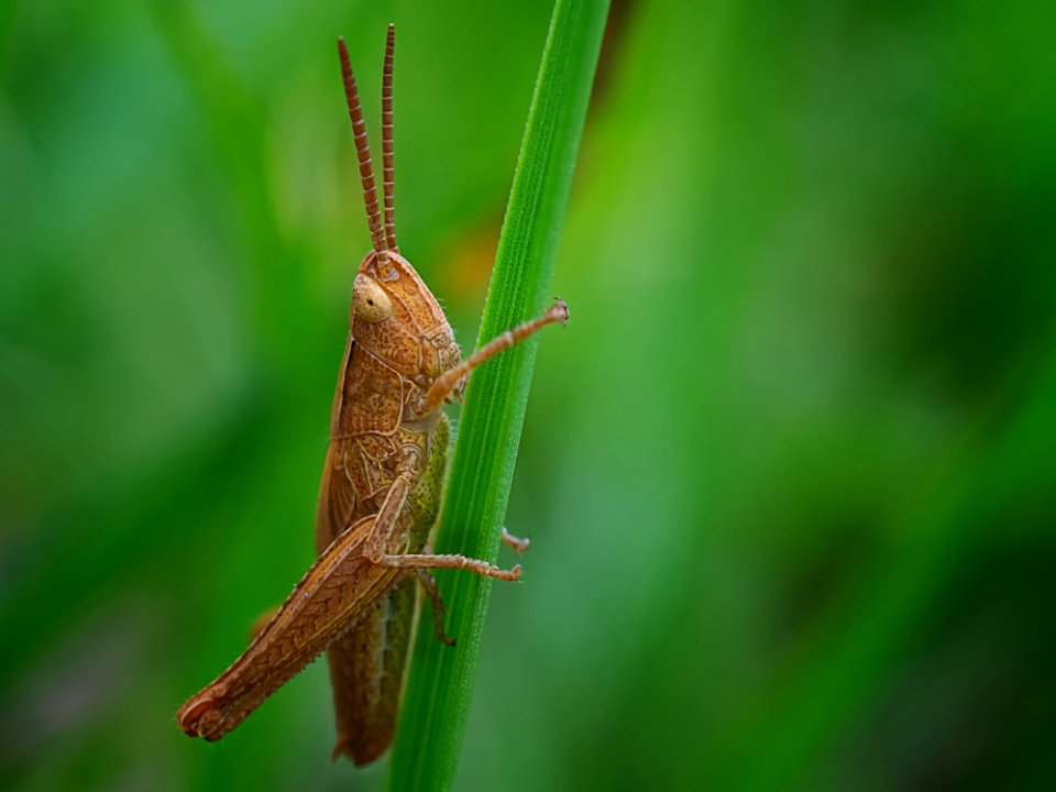 Insect Grasshopper Macro Photography Fauna