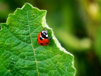 Insect Leaf Macro Photography Ladybird photo