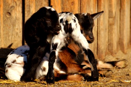 Goats Fauna Goat Wildlife