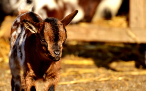 Goats Goat Fauna Horn photo