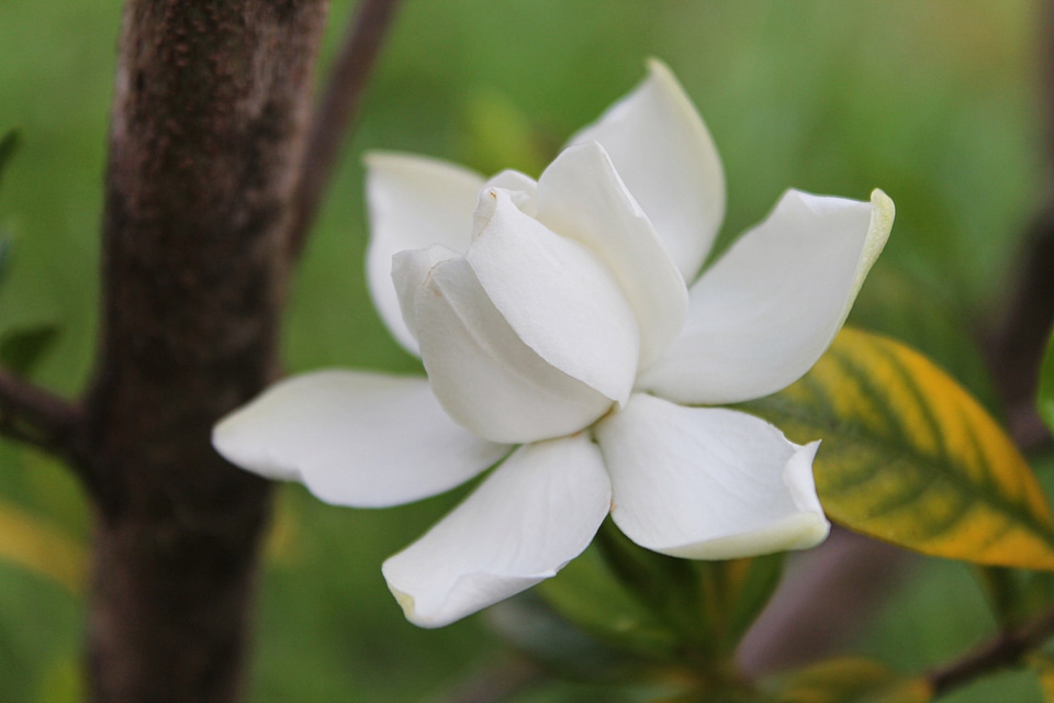 Petal flora blossom
