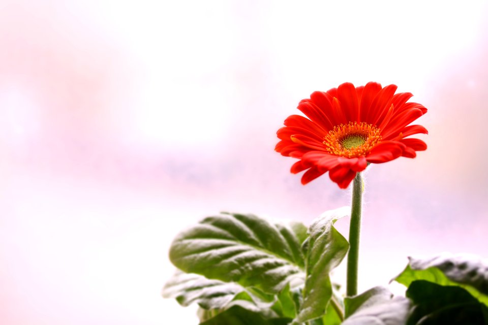 Flower Flowering Plant Gerbera Plant
