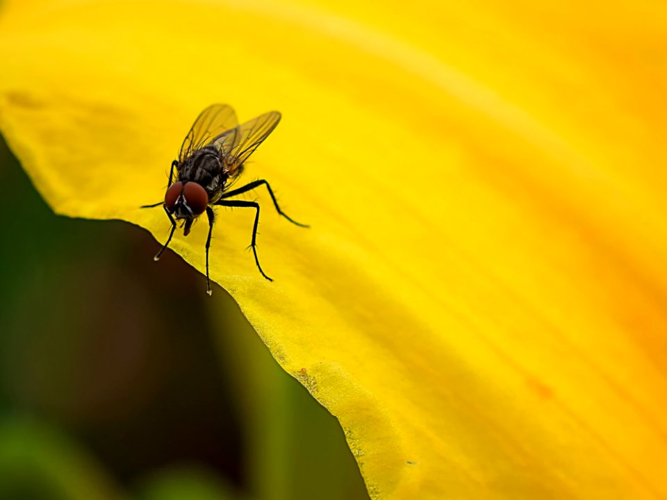 Insect Fly Pest Macro Photography