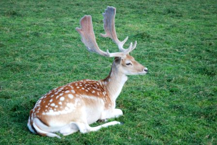 Deer Wildlife Mammal Fauna