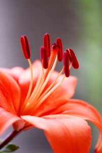 Flower Red Flora Lily photo