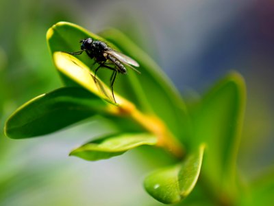 Insect Pest Close Up Nectar