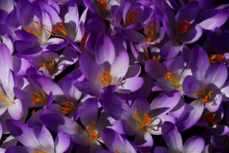 Flower Crocus Flowering Plant Plant