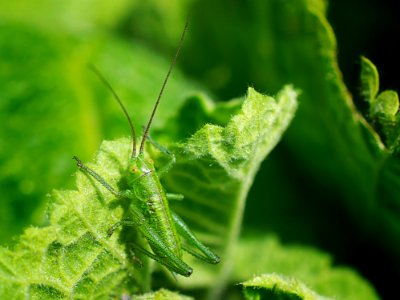 Insect Leaf Urtica Macro Photography